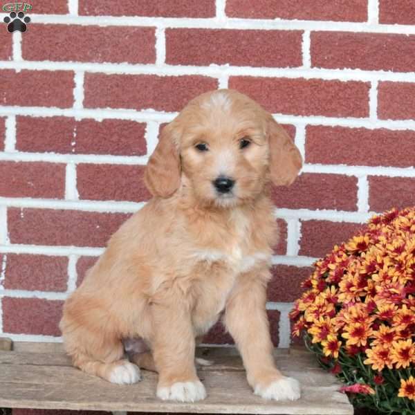Pippa, Goldendoodle Puppy