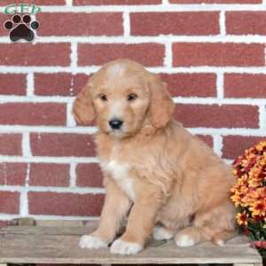 Pippa, Goldendoodle Puppy