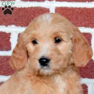 Pippa, Goldendoodle Puppy