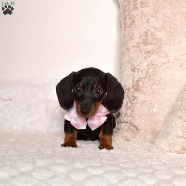Pixie – Mini, Dachshund Puppy