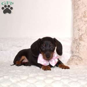 Pixie – Mini, Dachshund Puppy