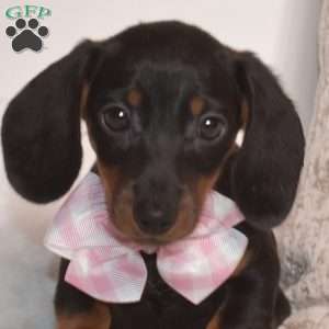 Pixie – Mini, Dachshund Puppy