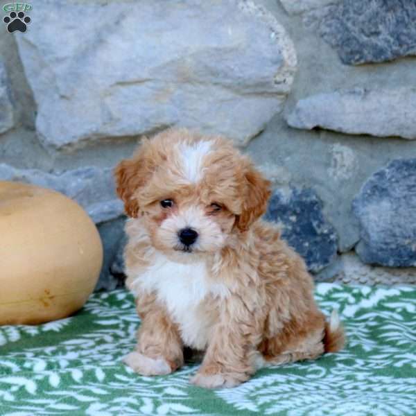 Pizza, Toy Poodle Mix Puppy