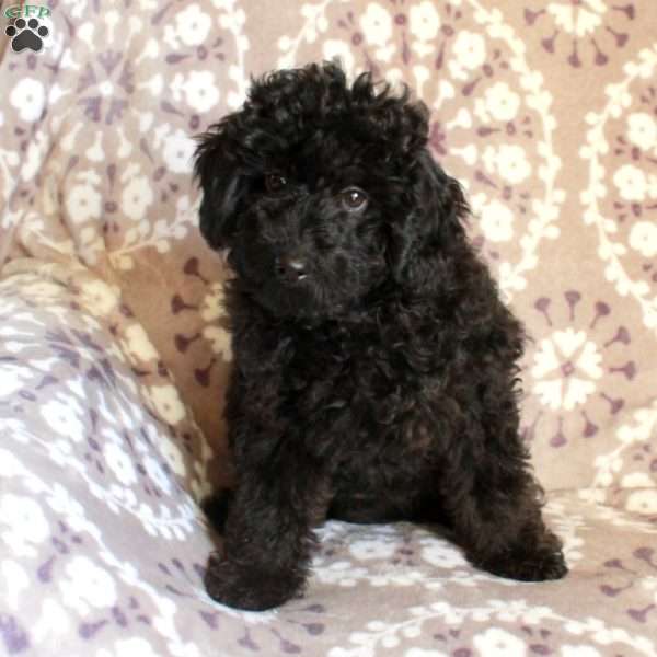 Pollyanna, Mini Aussiedoodle Puppy