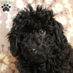 Pollyanna, Mini Aussiedoodle Puppy