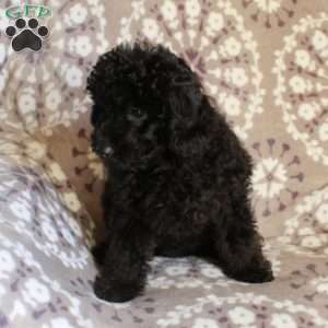 Pollyanna, Mini Aussiedoodle Puppy