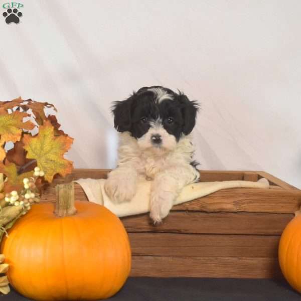 Pongo, Shih-Poo Puppy