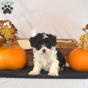 Pongo, Shih-Poo Puppy