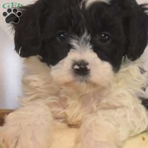 Pongo, Shih-Poo Puppy