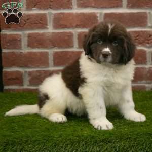 Poppy, Newfoundland Puppy