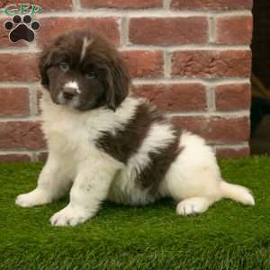 Poppy, Newfoundland Puppy