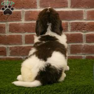 Poppy, Newfoundland Puppy