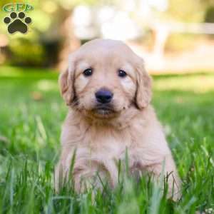 Poppy, Golden Retriever Puppy