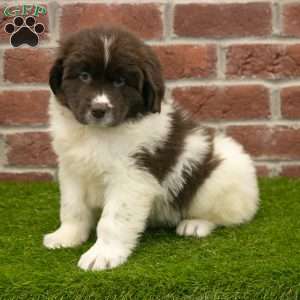 Poppy, Newfoundland Puppy