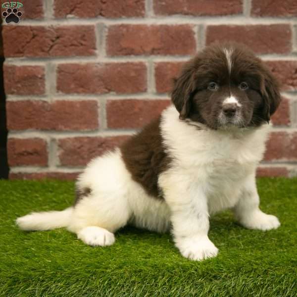 Poppy, Newfoundland Puppy
