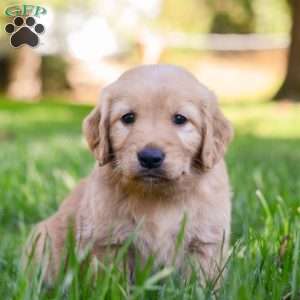 Poppy, Golden Retriever Puppy