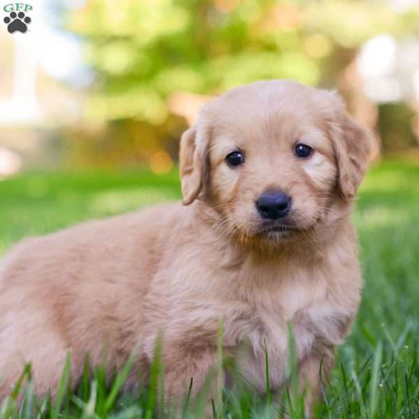 Poppy, Golden Retriever Puppy