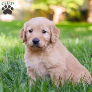 Poppy, Golden Retriever Puppy