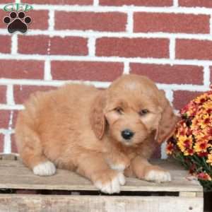 Poppy, Goldendoodle Puppy