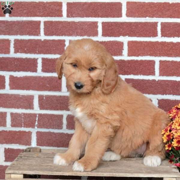 Poppy, Goldendoodle Puppy