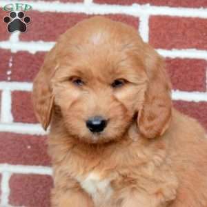 Poppy, Goldendoodle Puppy
