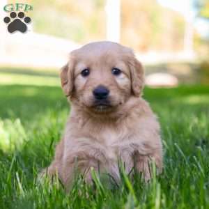 Poppy, Golden Retriever Puppy