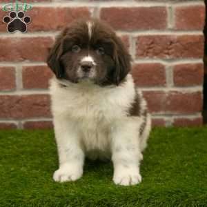 Poppy, Newfoundland Puppy