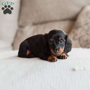 Poppy, Dachshund Puppy