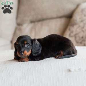 Poppy, Dachshund Puppy