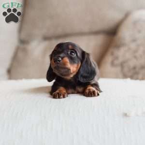 Poppy, Dachshund Puppy