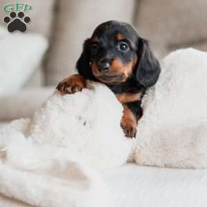 Poppy, Dachshund Puppy
