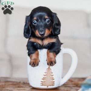 Poppy, Dachshund Puppy