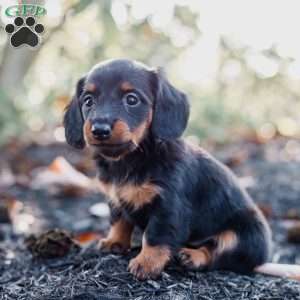 Poppy, Dachshund Puppy