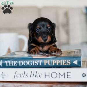 Poppy, Dachshund Puppy