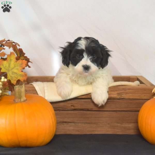 Porter, Shih-Poo Puppy