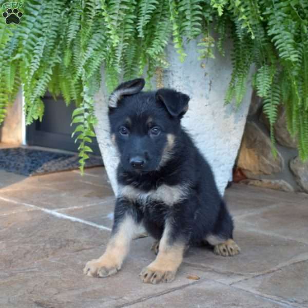 Porter, German Shepherd Puppy