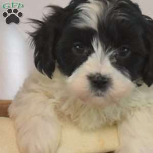 Porter, Shih-Poo Puppy