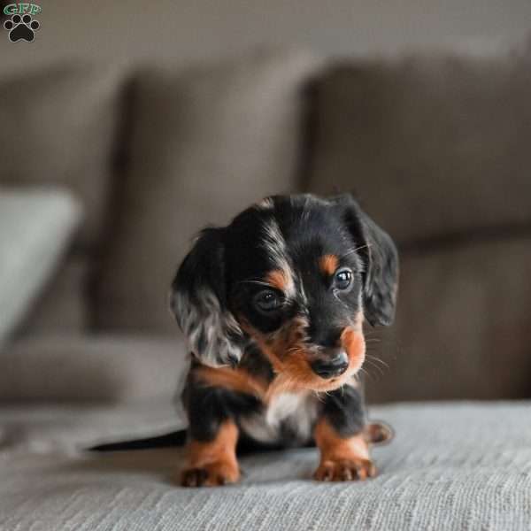 Porter, Dachshund Puppy