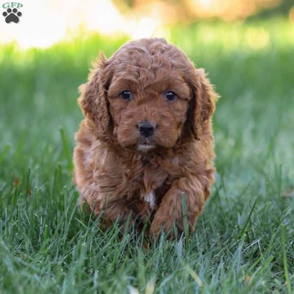 Portia, Golden Cavadoodle Puppy