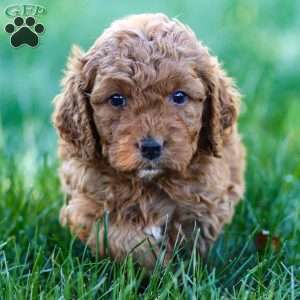 Portia, Golden Cavadoodle Puppy