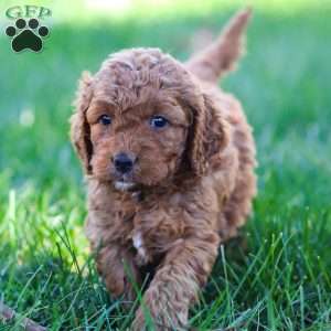Portia, Golden Cavadoodle Puppy