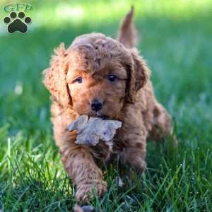 Portia, Golden Cavadoodle Puppy
