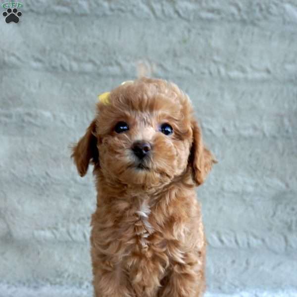 Posie, Toy Poodle Puppy