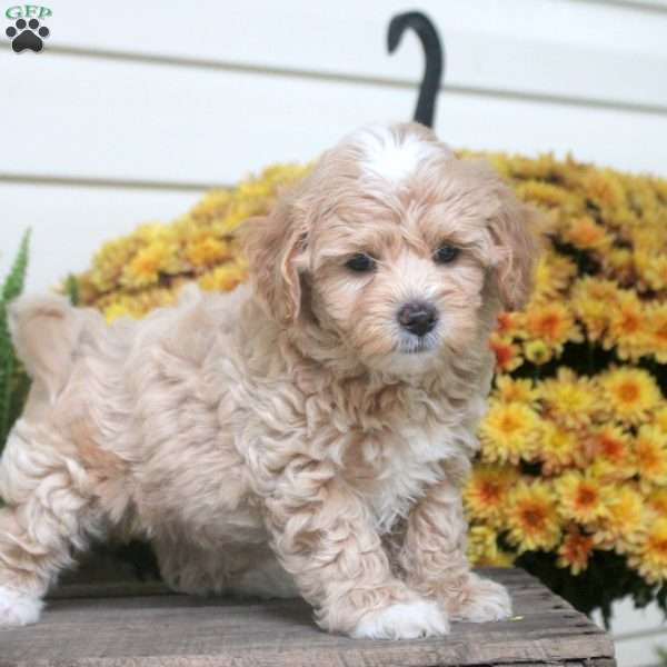 Preston, Maltipoo Puppy