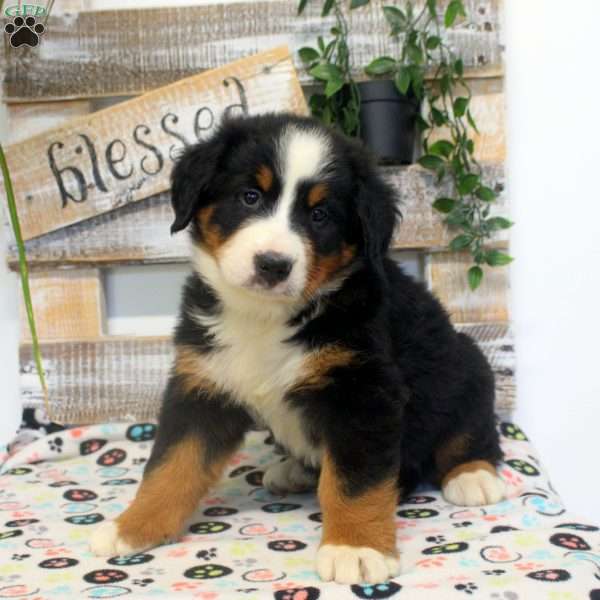 Preston, Bernese Mountain Dog Puppy