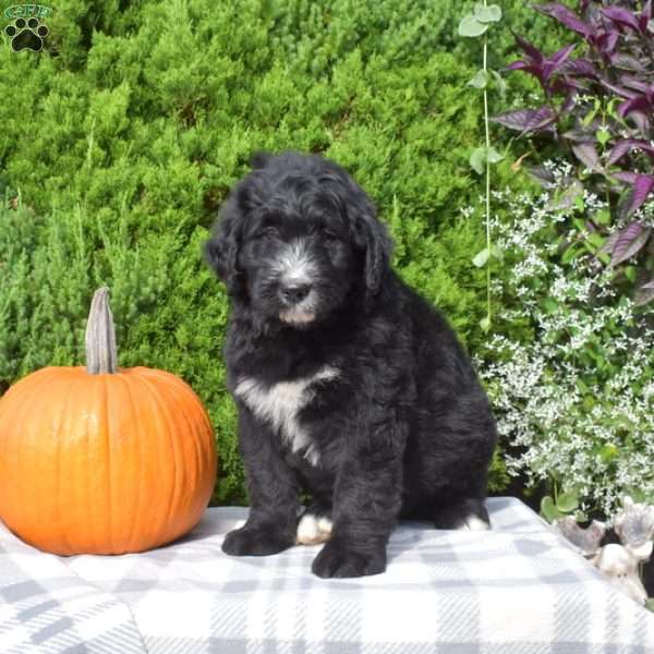 Preston, Bernedoodle Puppy