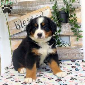 Preston, Bernese Mountain Dog Puppy