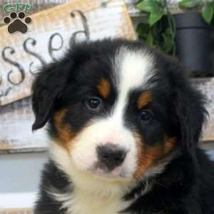 Preston, Bernese Mountain Dog Puppy