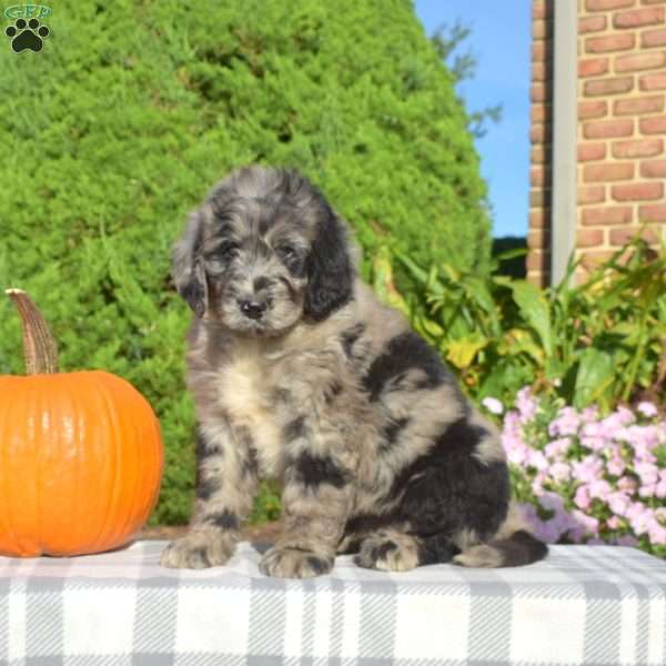 Pretzel, Bernedoodle Puppy