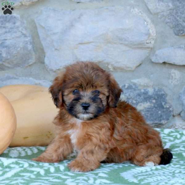 Pretzel, Toy Poodle Mix Puppy